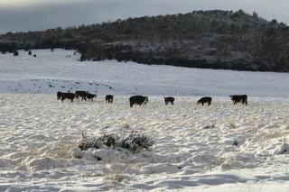 Ganadería: las claves del negocio en la cabaña de Hereford más austral del mundo
