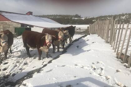Durante el invierno, nieve y hielo
