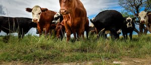 Aseguran que es un buen momento para la compra de semillas forrajeras