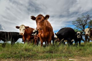 Aseguran que es un buen momento para la compra de semillas forrajeras