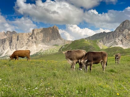 Vacas en el Passo Giau.
