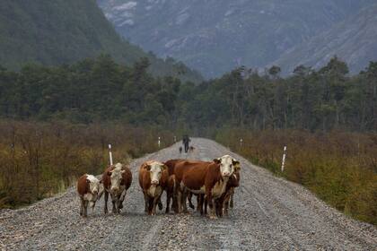 Productores patagónicos expresan su preocupación por la flexibilización de la barrera sanitaria y sus posibles efectos en la calidad de la carne