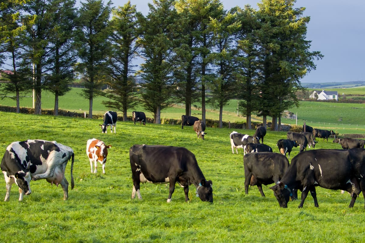 Vacas
