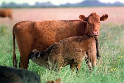 La ganadería, aliada del ambiente