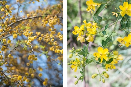 Vachellia caven o espinillo y Senna corymbosa, dos árboles que se adaptan bien a la escasez de agua