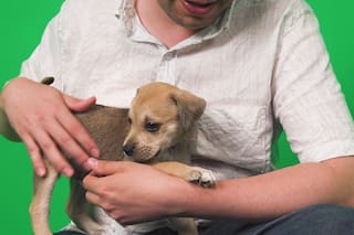 Por qué vacunar a tu perro es clave para su salud (y la tuya)