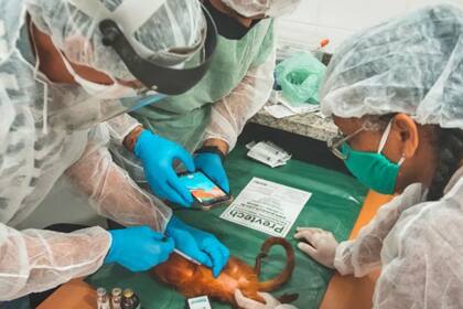 Vacunar a los tamarinos contra la fiebre amarilla no sólo ayuda a proteger a estos animales en peligro de extinción, sino que también a reducir la propagación del virus en los humanos