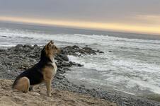 La emotiva historia de Vaguito, el perro que espera a su dueño frente al mar y tendrá su propia película 