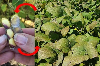 Vaina y semillas de soja infectadas con Cercospora kikuchii (izquierda), provenientes de lote agrícola con elevada intensidad y defoliación causada por tizón morado (derecha)