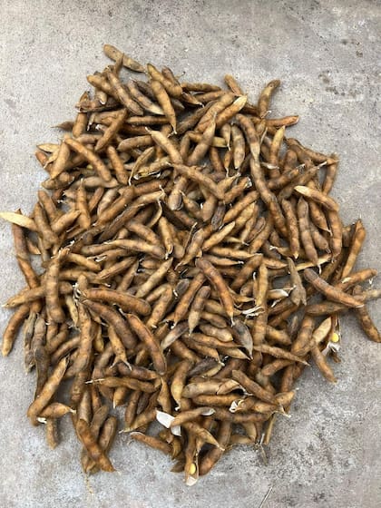 Vainas cosechadas de una planta de soja proveniente del programa de introgresión del trait alto porcentaje de vainas con cuatro semillas obtenidas a campo (mayo 2024)