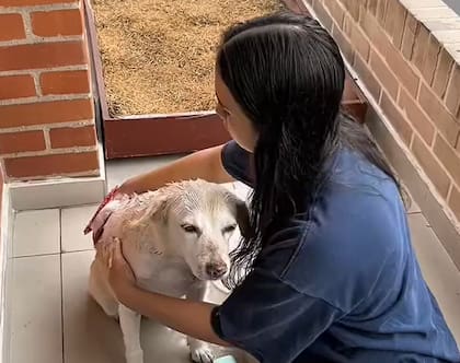 Val preparó a su perra para el reencuentro (Foto: @segunval)