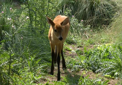 Valiente, el ciervo de los pantanos recuperado en Temaikén