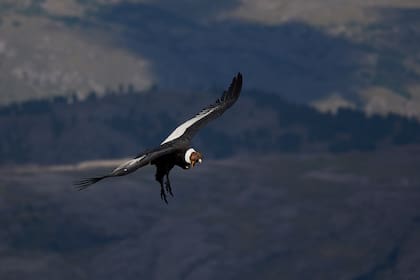 Es común ver cóndores en la zona