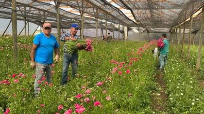 Valleflor, la plantación de flores de Javiera Vallejos y sus hermanas. La zona de Petorca es conocida por sus floristas.