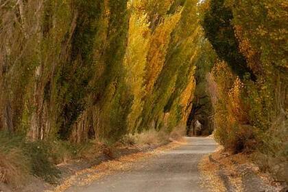 Caminos arbolados en San Juan
