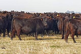 El efecto tijera que le puso un freno a las cotizaciones de la hacienda