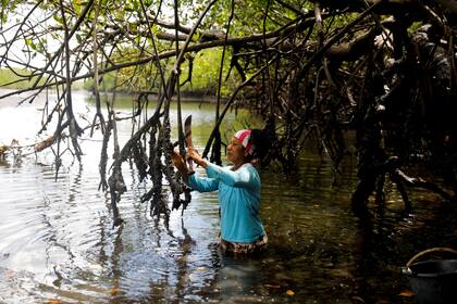 Vandeka, esposa del pescador José Da Cruz, cosecha ostras de manglar en el río Caratingui