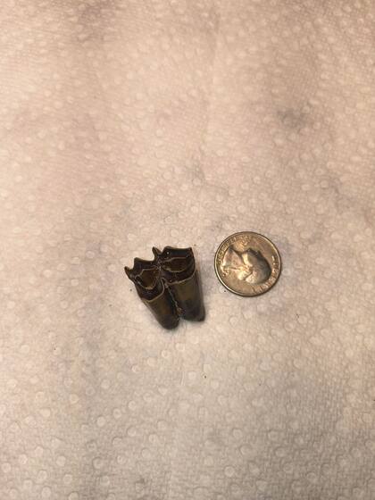 VanEtten reveló que tenía el agua del río a la altura del pecho cuando realizó el gran descubrimiento