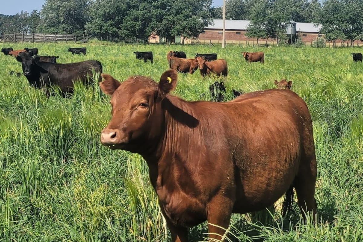 A revolução silenciosa da pecuária com resultados surpreendentes A revolução silenciosa da pecuária com resultados surpreendentes