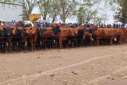 Vaquillonas en recría a corral