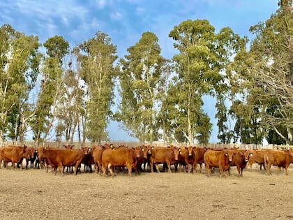 Vaquillonas para carne