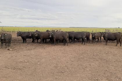 Vaquillonas para servicio