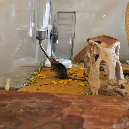 Varela tiene dos ratones albinos, dos marrones y dos negros