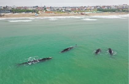 Varias ballenas se acercaron a la costa de Mar del Plata