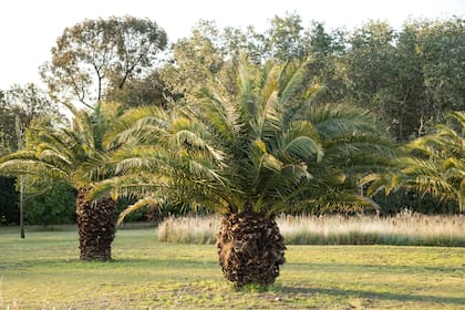 Varias especies de palmeras, como la butia, tienen alta capacidad depuradora. Logran absorber vencenos, triclorobencenos y xilenos.