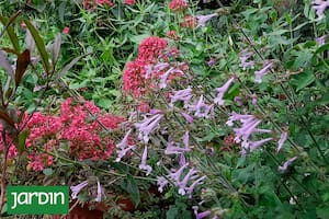 ¿Cuáles son las plantas que le pueden dar vida a los canteros en invierno?