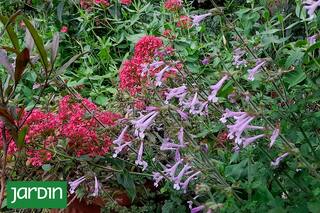 ¿Cuáles son las plantas que le pueden dar vida a los canteros en invierno?