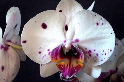 Variedad de Phalaenopsis.