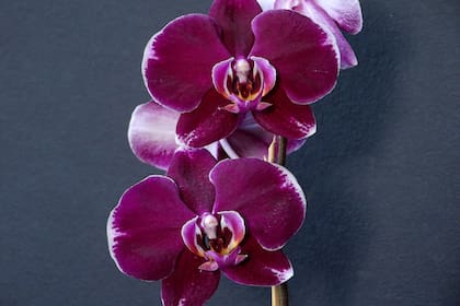 Variedad de Phalaenopsis.