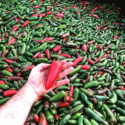 Variedad de ajíes que se cultivan en la Argentina