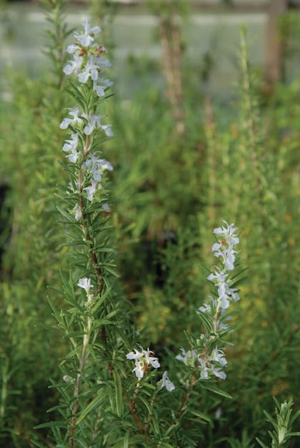 Variedad de romero de floración más clara.