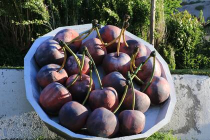 Variedad y calidad de cerezas, en Los Antiguos