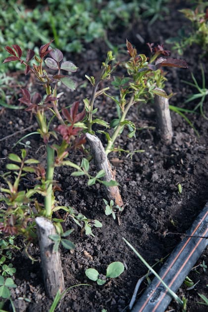 Variedades brotando sobre pies de Rosa ‘Multiflora’