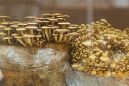 Variedades de hongos cosechadas en la cámara vidriada a la vista de los comensales. Son protagonistas en varios platos de Marti.