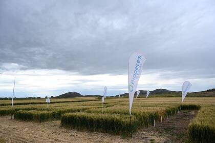 Variedades en el Campo Experimental Latitud Sur