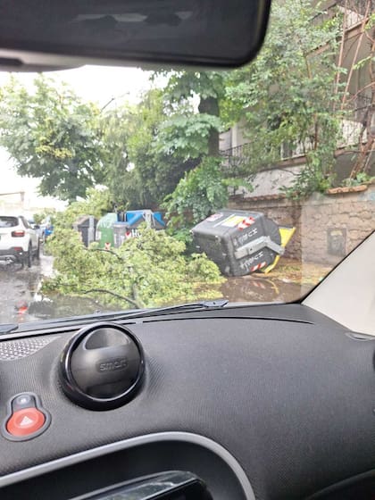 Varios árboles cayeron por el temporal