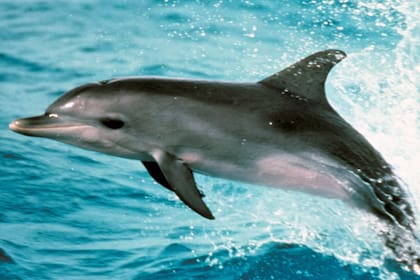 Varios delfines de la especie Nariz de Botella fueron seleccionados para interpretar a Flipper