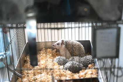 Varios erizos africanos descansan sobre virutas dentro de una de las jaulas del criadero clandestino