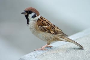 Qué significa la presencia de pájaros cantores en tu casa o jardín, según la ciencia