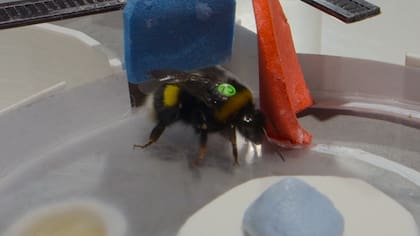 Varios experimentos demostraron la inteligencia de estos insectos (Foto: National Geographic)