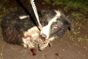 La compleja realidad detrás del proyecto legislativo para aumentar las penas por maltrato animal