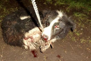 La compleja realidad detrás del proyecto legislativo para aumentar las penas por maltrato animal