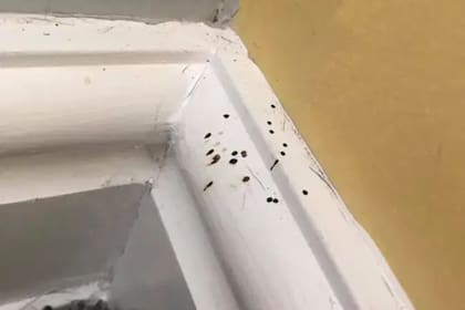 Varios usuarios le explicaron que se trataba de excremento de araña