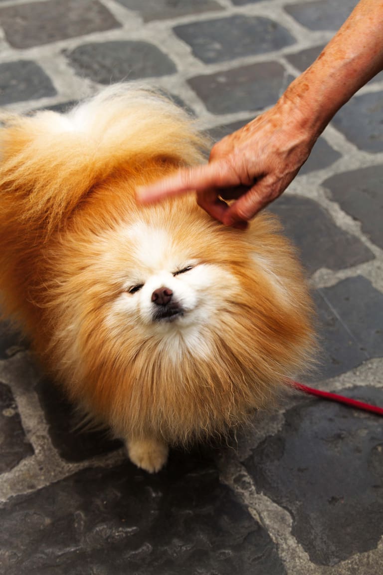 Busto en el Museo Casa di Dante, y un vecino coqueto de Santo Spirito, en su paseo de la tarde.
