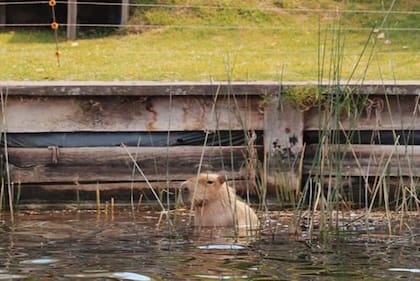 Vecinos autoconvocados y organizaciones ambientalistas rechazan el operativo de relocalización de carpinchos en Nordelta