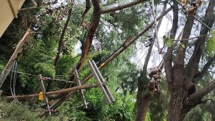 Vecinos de las islas del Delta reclaman a Edenor que vuelva el servicio; tras el temporal, postes de alumbrado quedaron derribados